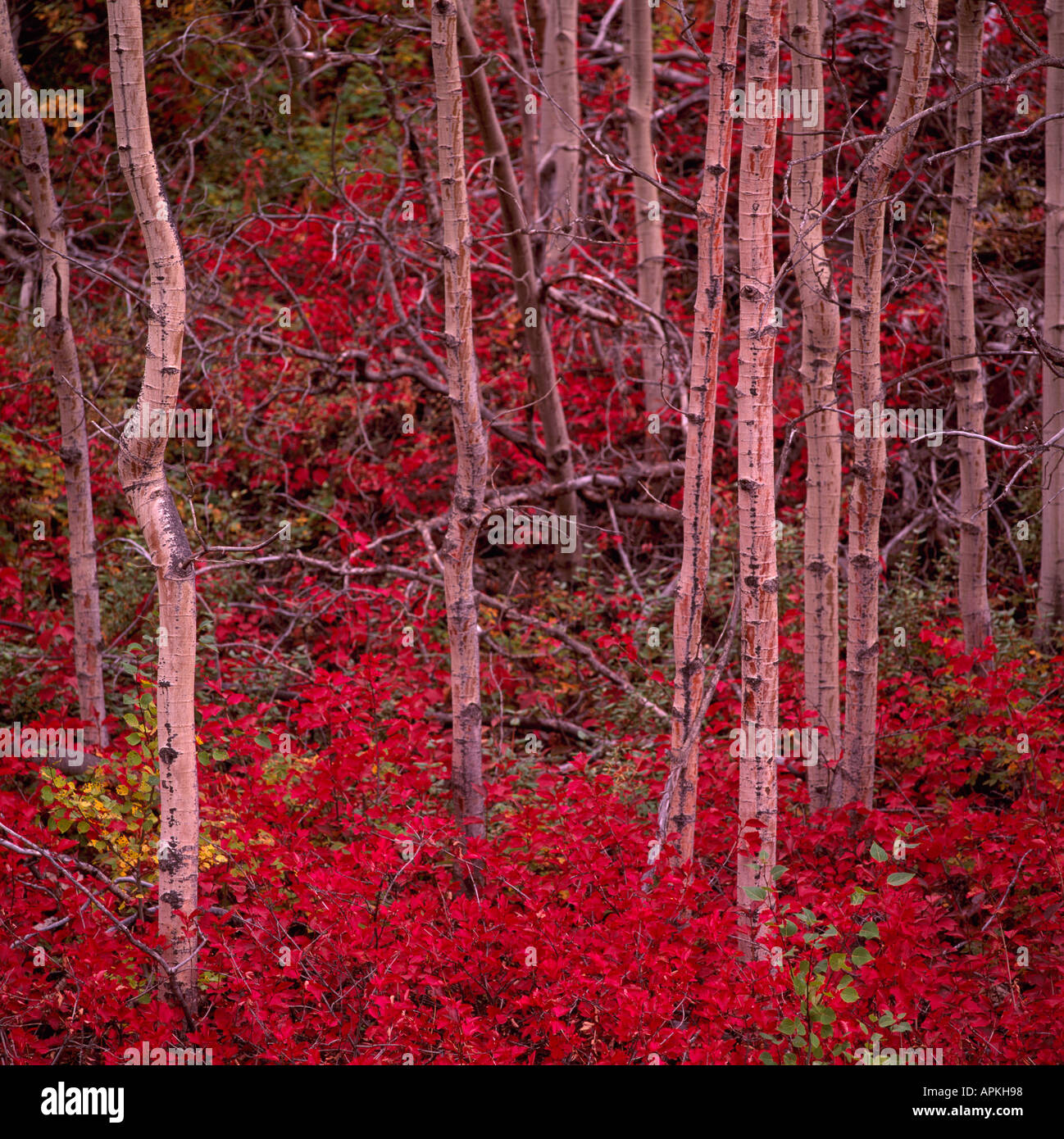 Quivering aspen hires stock photography and images Alamy