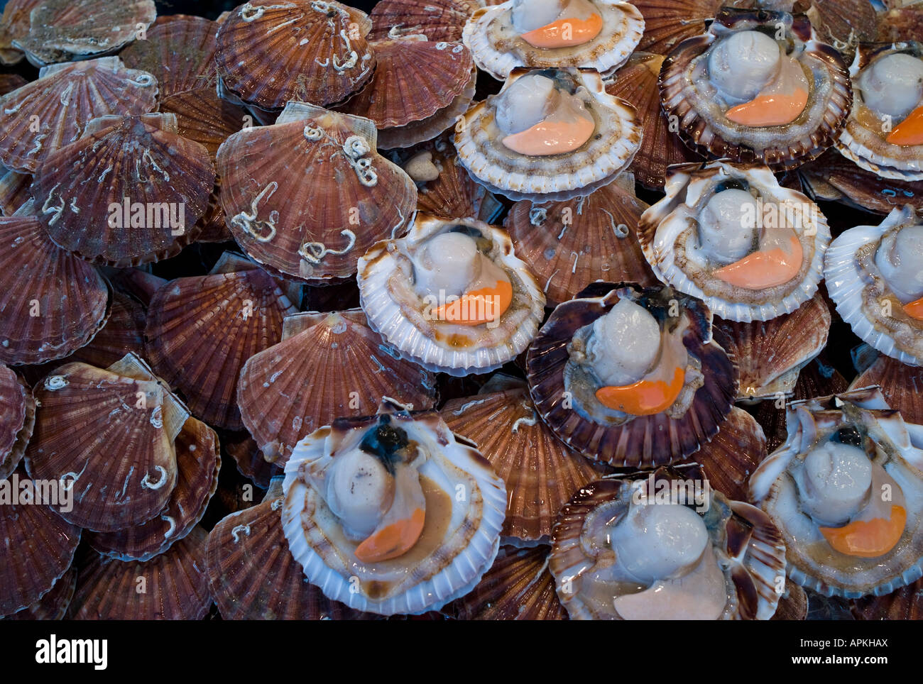 Coquilles St Jacques High Resolution Stock Photography And Images Alamy Coquilles St Jacques High Resolution Stock Photography And Images Alamy