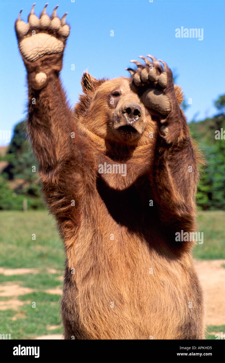 Kodiak Bear aka Alaskan Grizzly Bear and Alaska Brown Bear (Ursus
