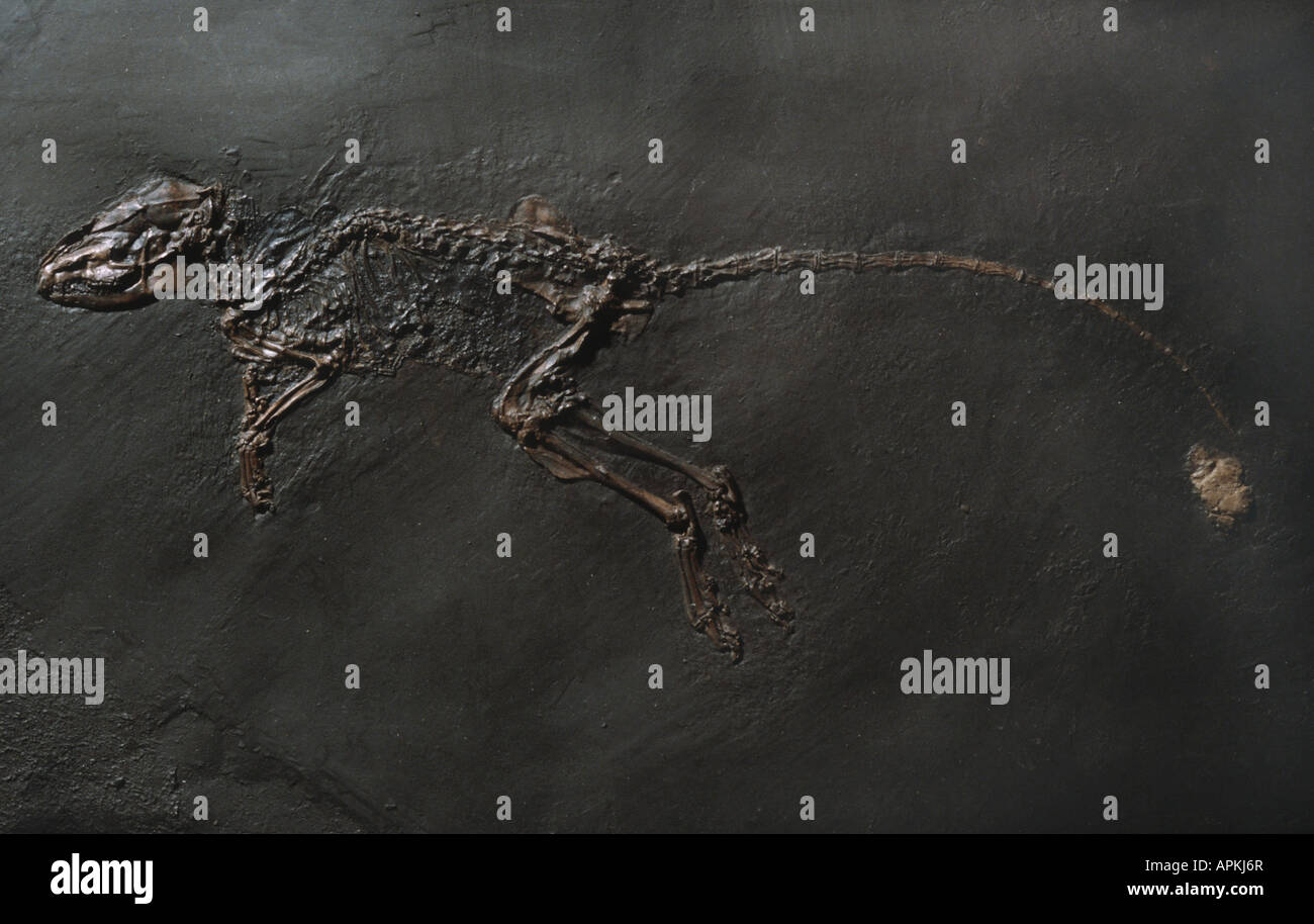 Macrocranion tupaiodon, extinct insectivore of Messel pit Stock Photo