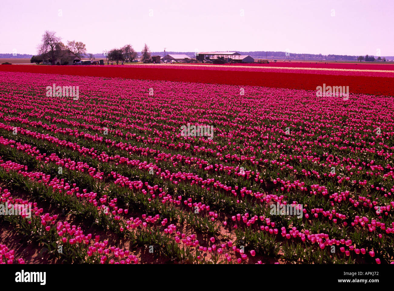 A Colourful Tulip Field in Bloom in Spring La Conner Washington State