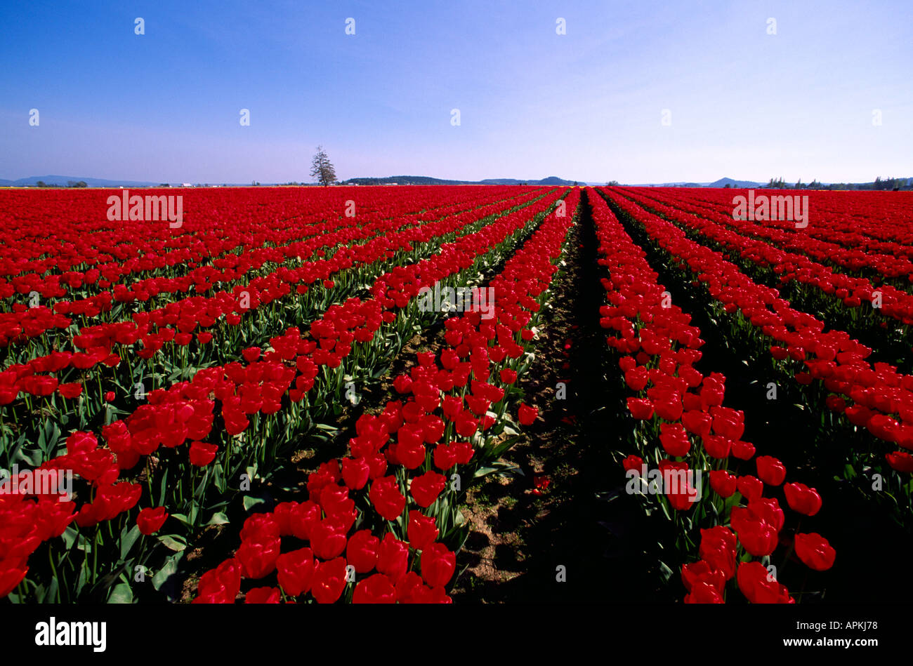 A Colourful Tulip Field in Bloom in Spring La Conner Washington State