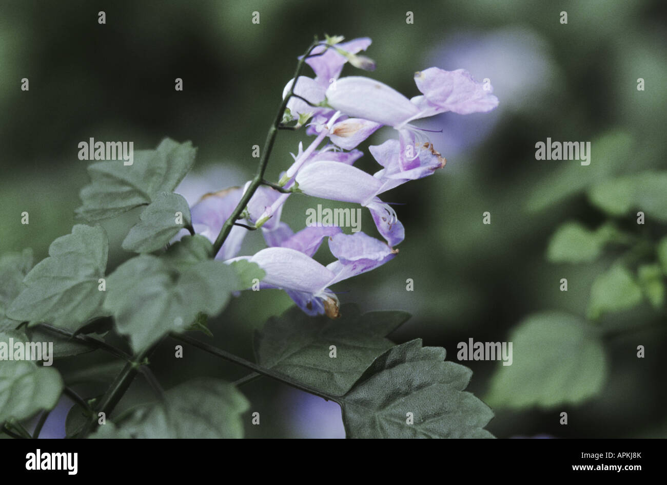 Plectranthus (Plectranthus saccatus), blooming Stock Photo