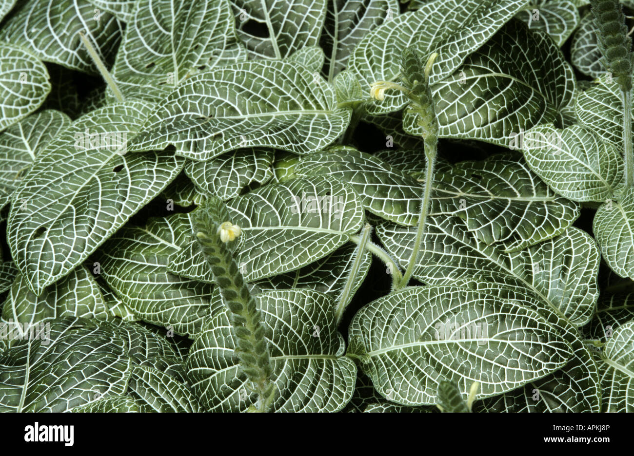 mosaic plant, silver net plant, silver nerve plant