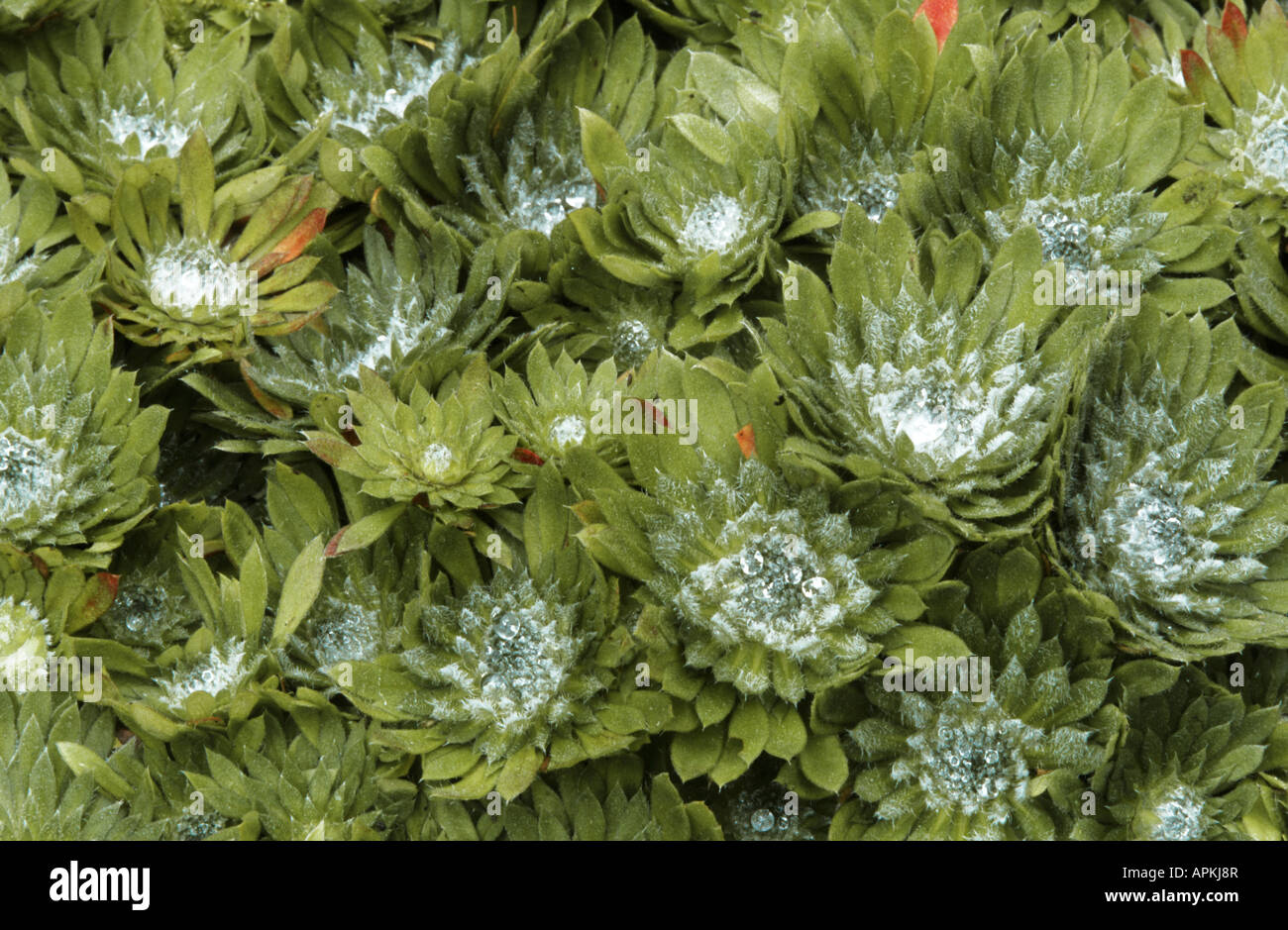 Androsace, rock jasmine, fairy candelabra (Androsace primuloides), leaf rosettes Stock Photo