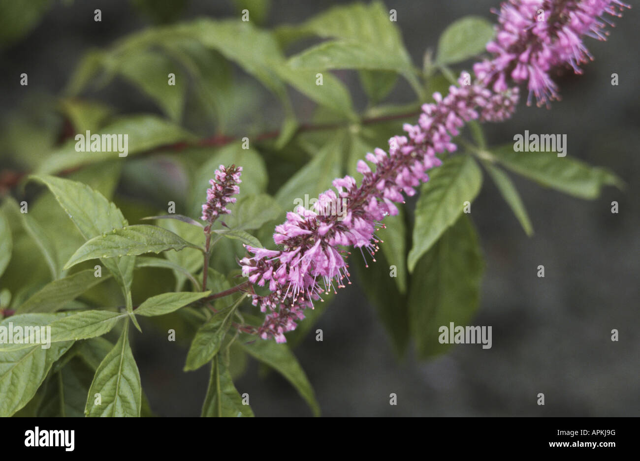 Mint Bush (Elsholtzia stauntonii), blooming plant Stock Photo