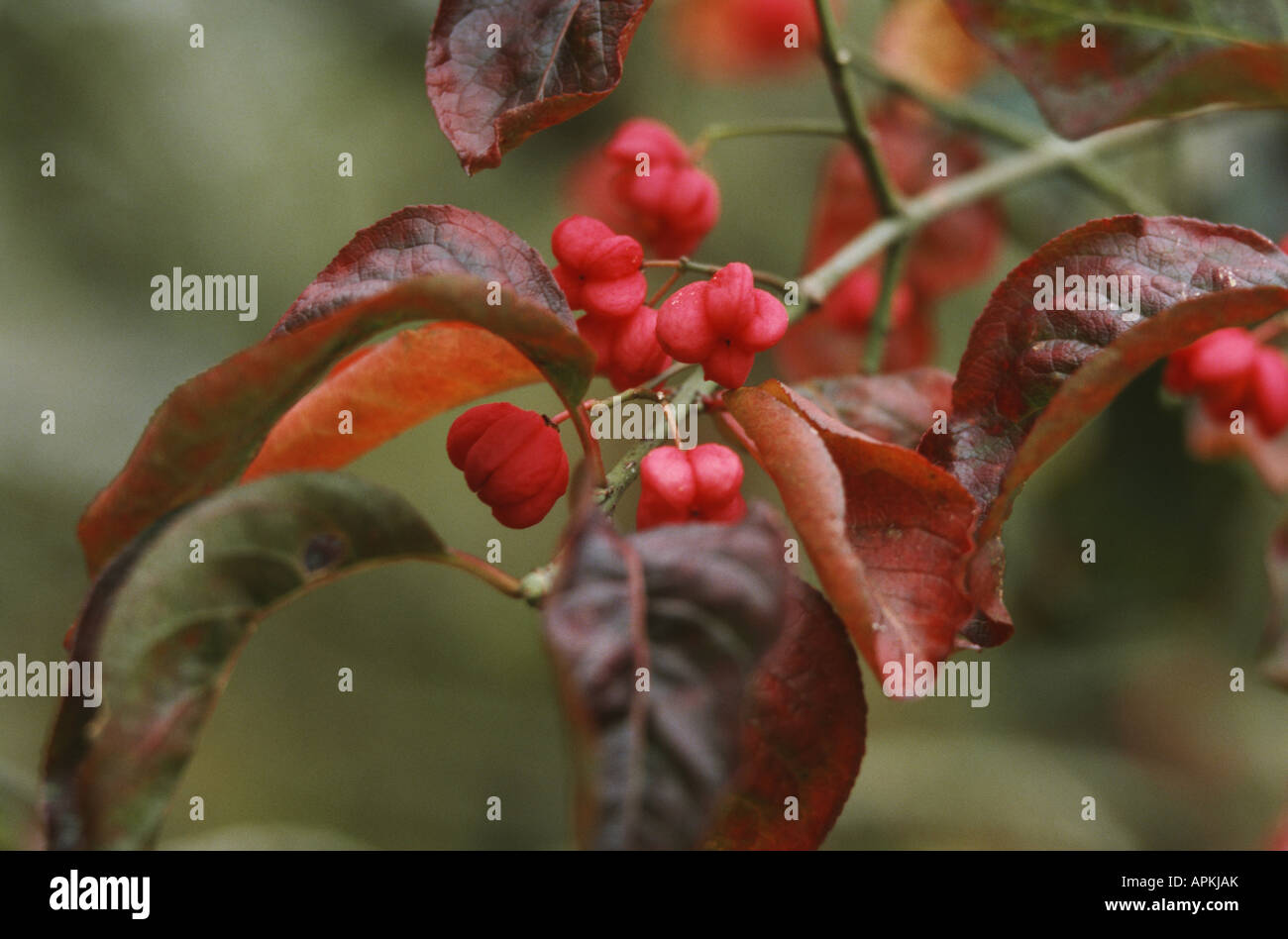 Hamilton's spindletree, Hamilton's spindle tree (Euonymus hamiltoniana, Euonymus hamiltonianus), mature fruits and leaves in au Stock Photo
