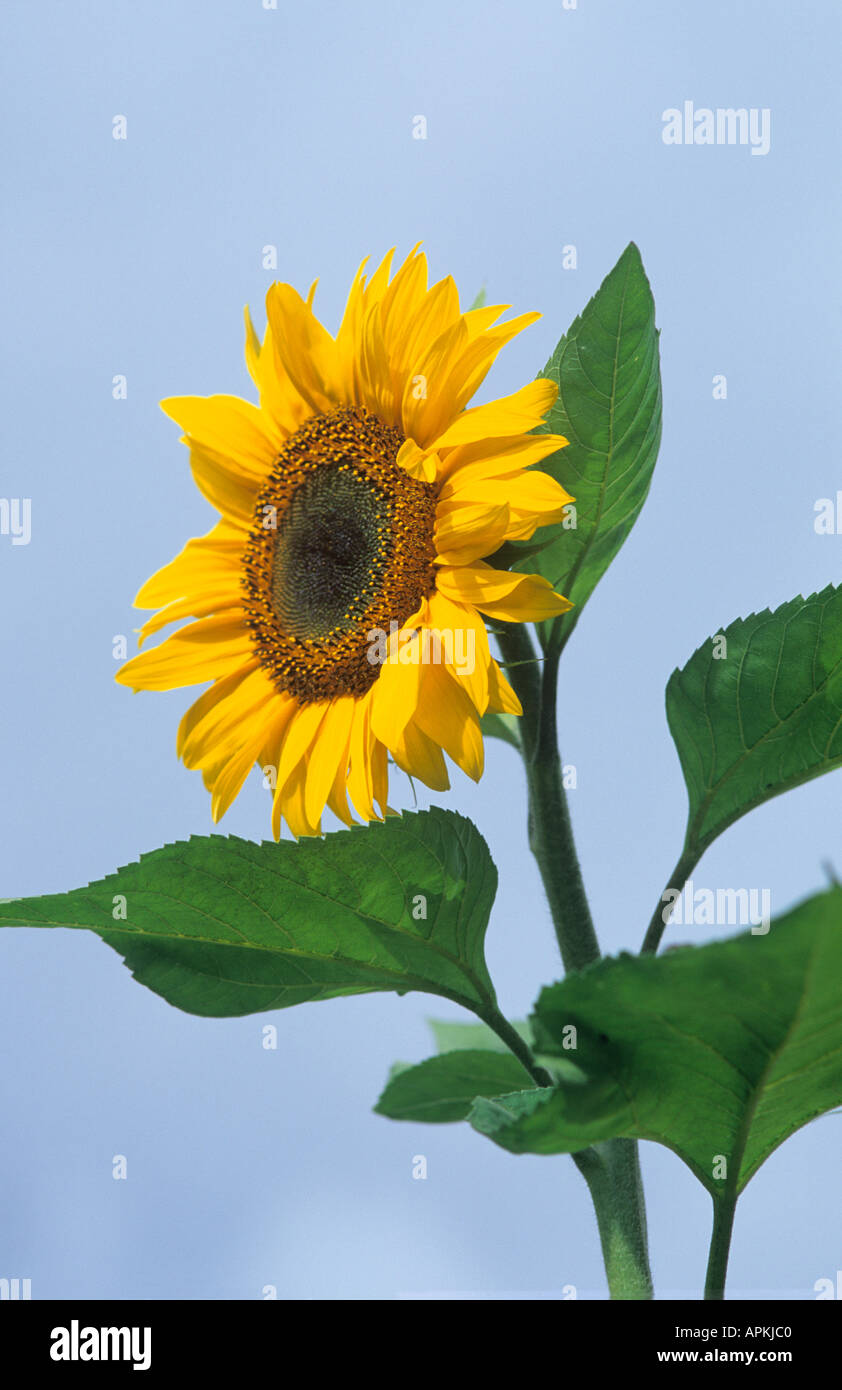 Sunflower Stock Photo