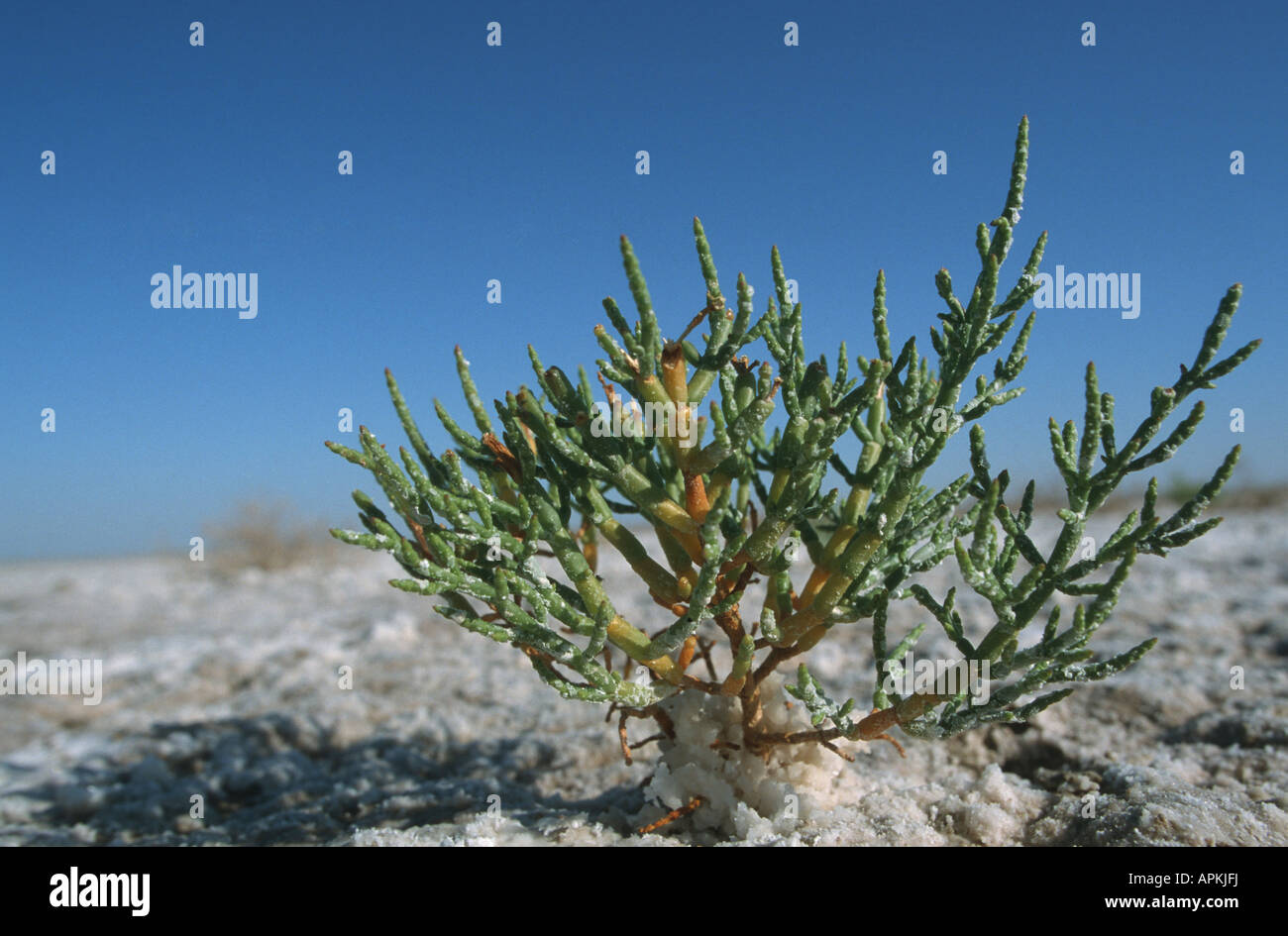 glasswort (Salicornia spec.), single plant in a salt lake, Uzbekistan, Buchara Stock Photo