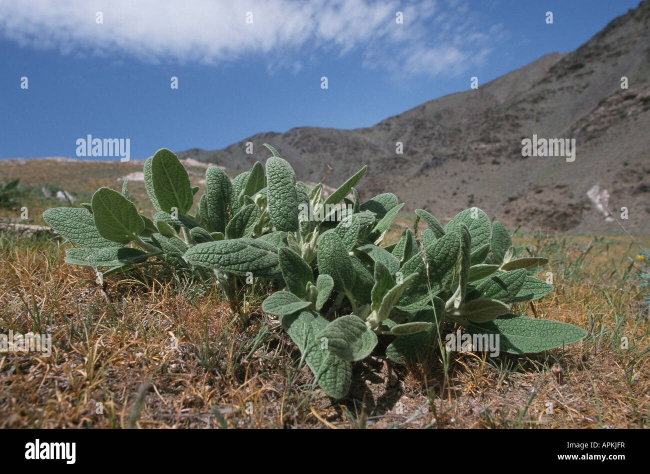 sage (Phlomis samia), leaves in the semi-desert, Uzbekistan, Buchara, Kyzyl Kum Stock Photo