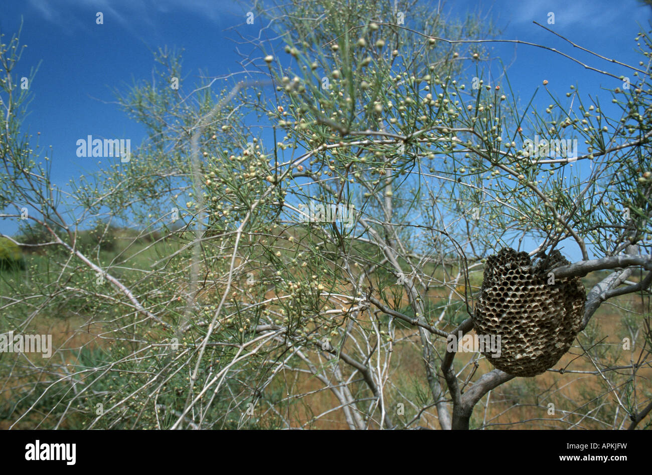 Calligonum (Calligonum microcarpum), shrub with honeycomb, Uzbekistan, Buchara, Kyzyl Kum Stock Photo