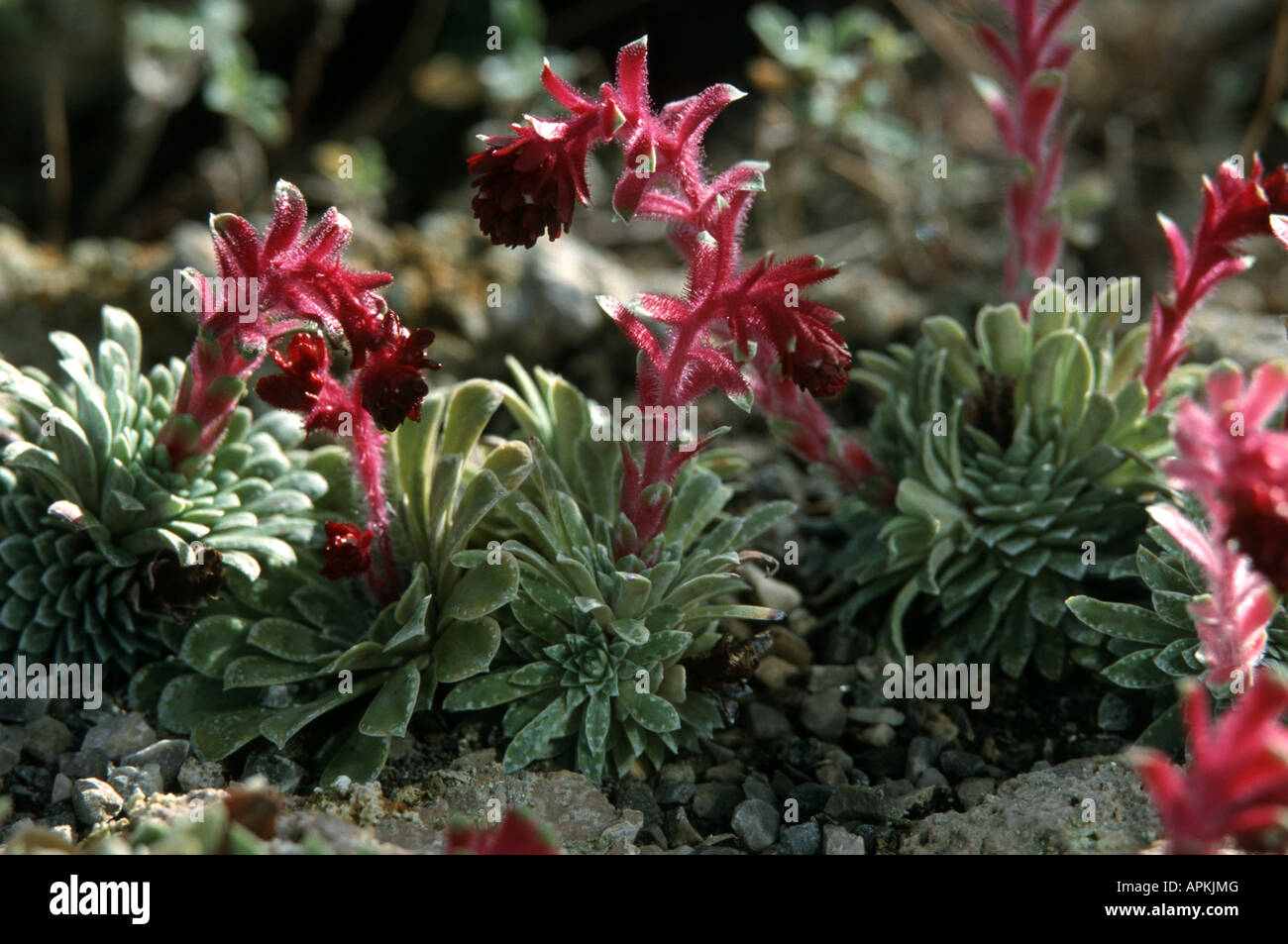 Grisenbach's saxifrage (Saxifraga grisebachii), with inflorescences Stock Photo