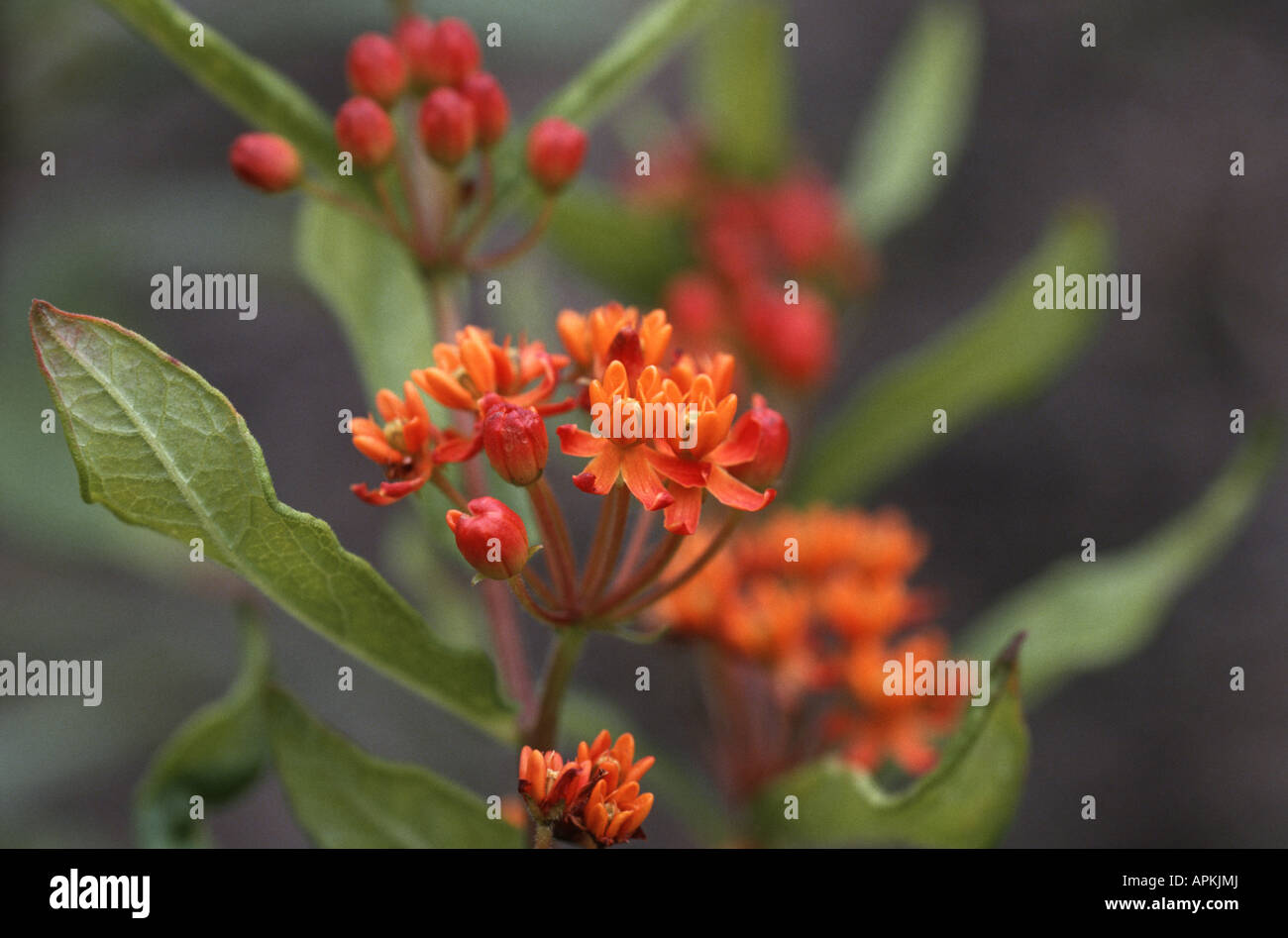 Butterfly-weed, Butterfly milkweed, Pleurisy root (Asclepias tuberosa), blooming Stock Photo