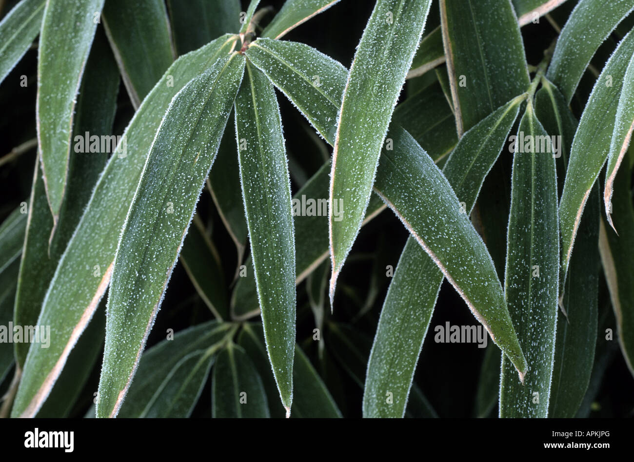Groundcover bamboo (Sasaella ramosa), with rime Stock Photo - Alamy