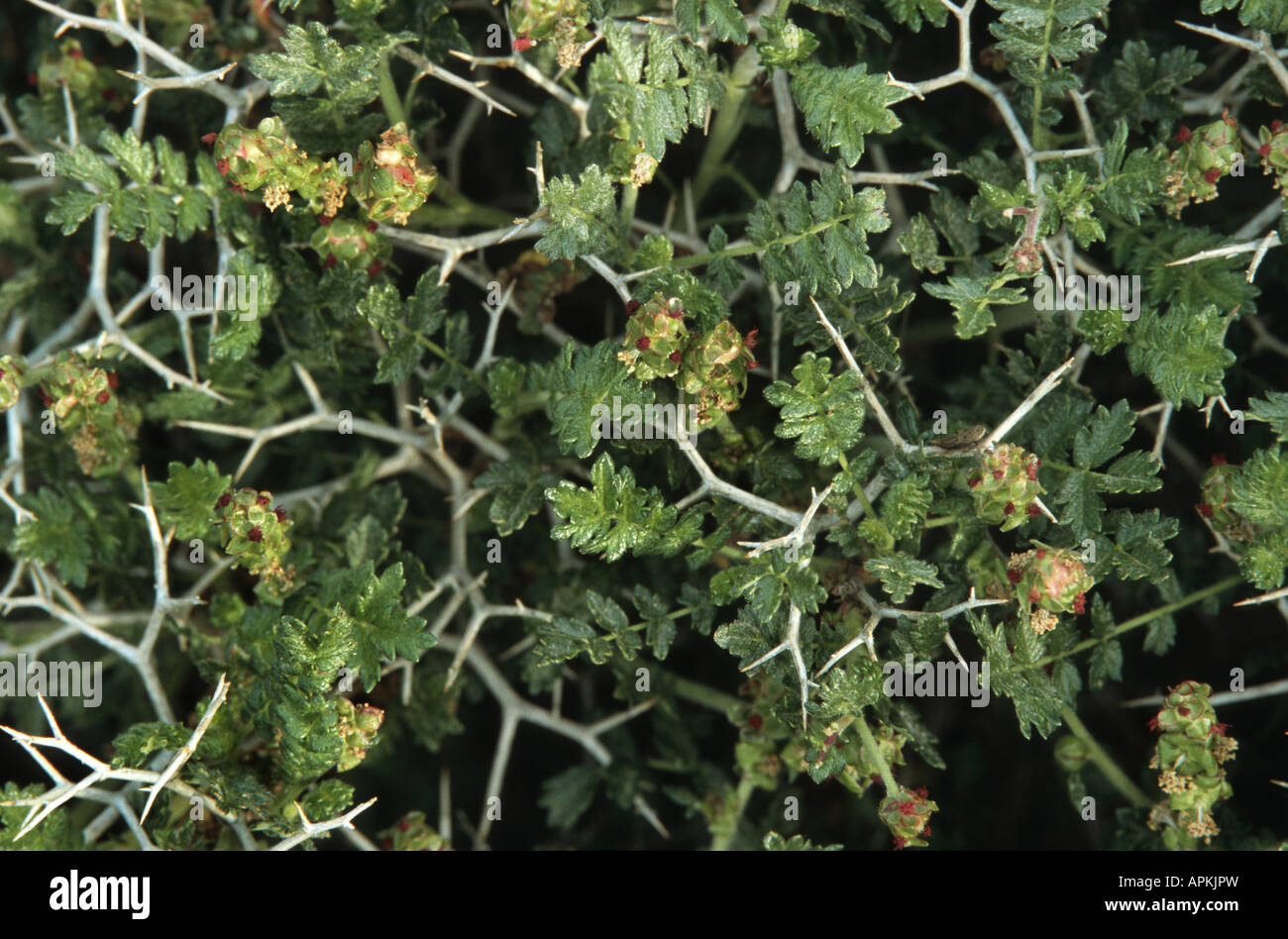 Thorny burnet (Sarcopoterium spinosum, Poterium spinosum), blooming Stock Photo