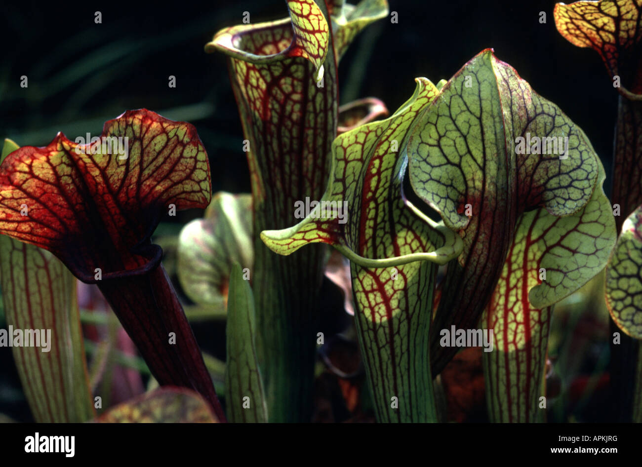 pitcher plant (SarraceniaHybride), funnel leaves Stock Photo Alamy