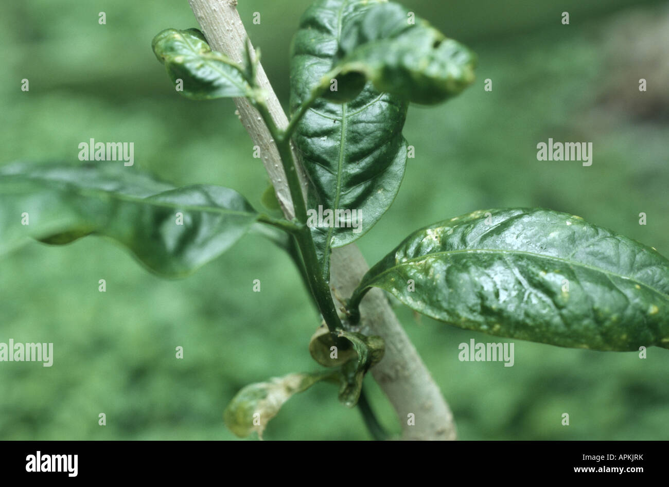 Western soapberry, Soapberry (Sapindus saponaria), shoot with leaves Stock Photo