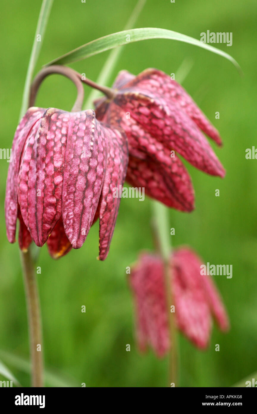 Wild Fritillaries in Cotswold meadow Stock Photo