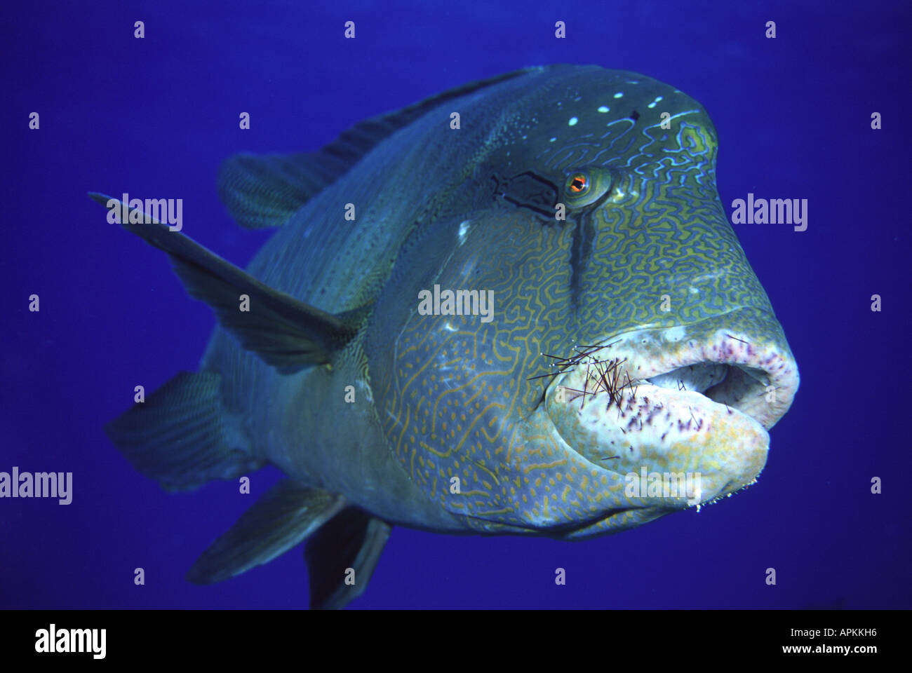 Napoleon Wrasse with Urchin spines embedded in lips Stock Photo