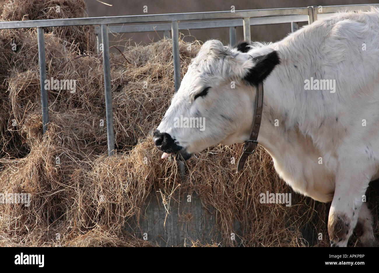 British White heifer wearing a leather collar eating hay from a large round metal feeder in field in Winter in West Sussex, England. Stock Photo