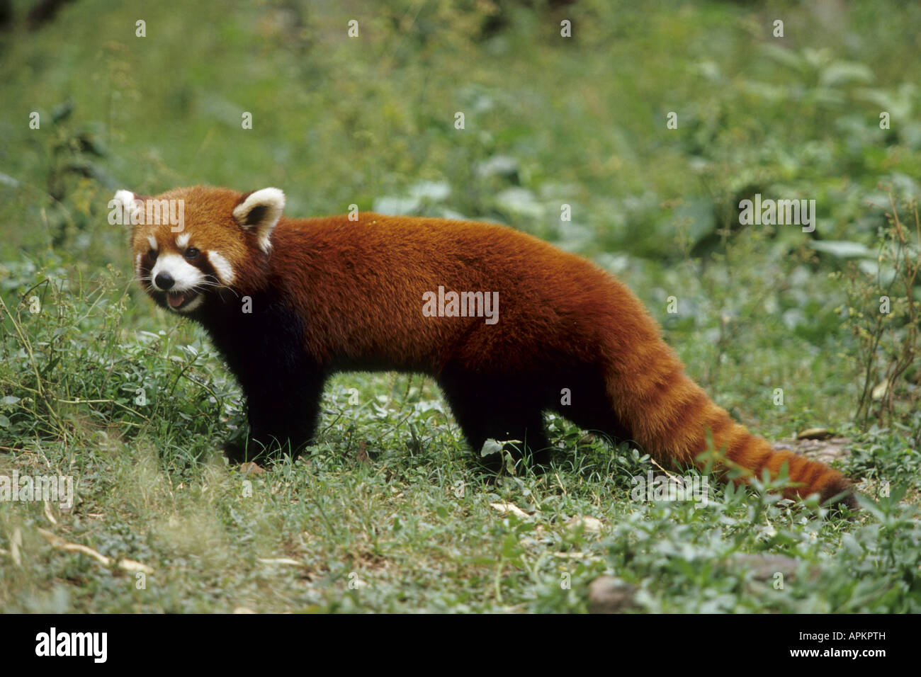 lesser panda, red panda (Ailurus fulgens), in meadow Stock Photo