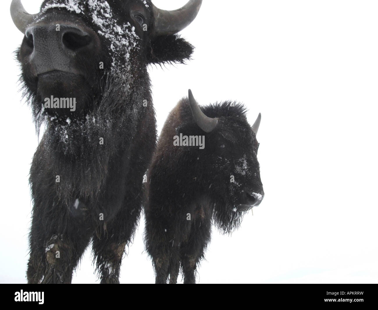 American bison, buffalo (Bison bison), bisons in the snow Stock Photo ...