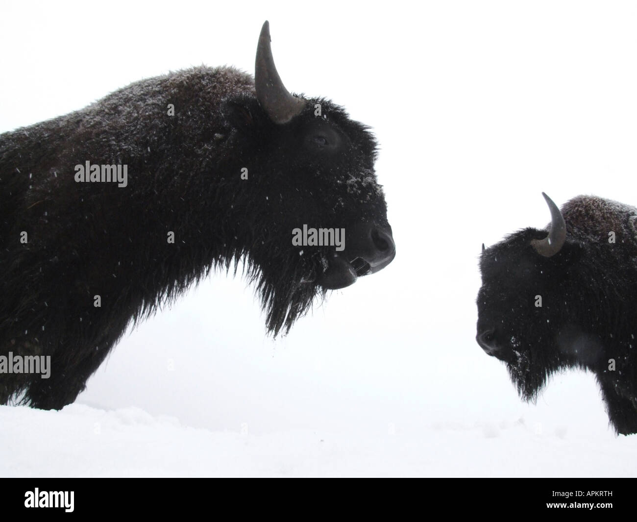 American bison, buffalo (Bison bison), Bisons in the snow Stock Photo ...