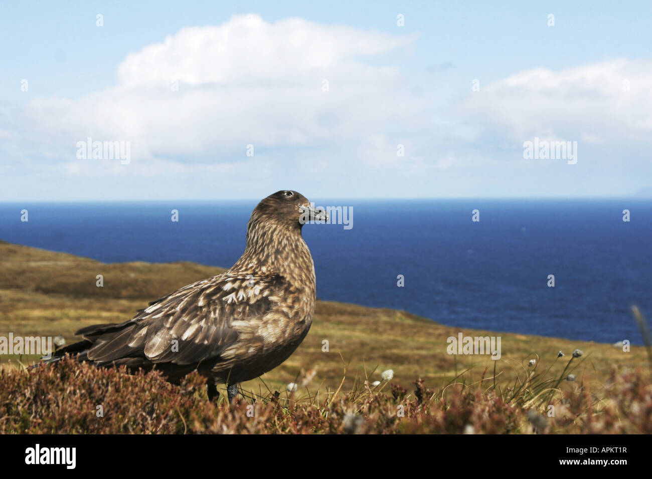 great skua (Catharacta skua), Sedentary Skua by the sea, Norway, island Runde Stock Photo