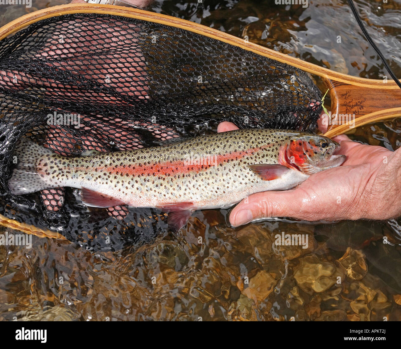 rainbow trout (Oncorhynchus mykiss, Salmo gairdneri), trout fishing