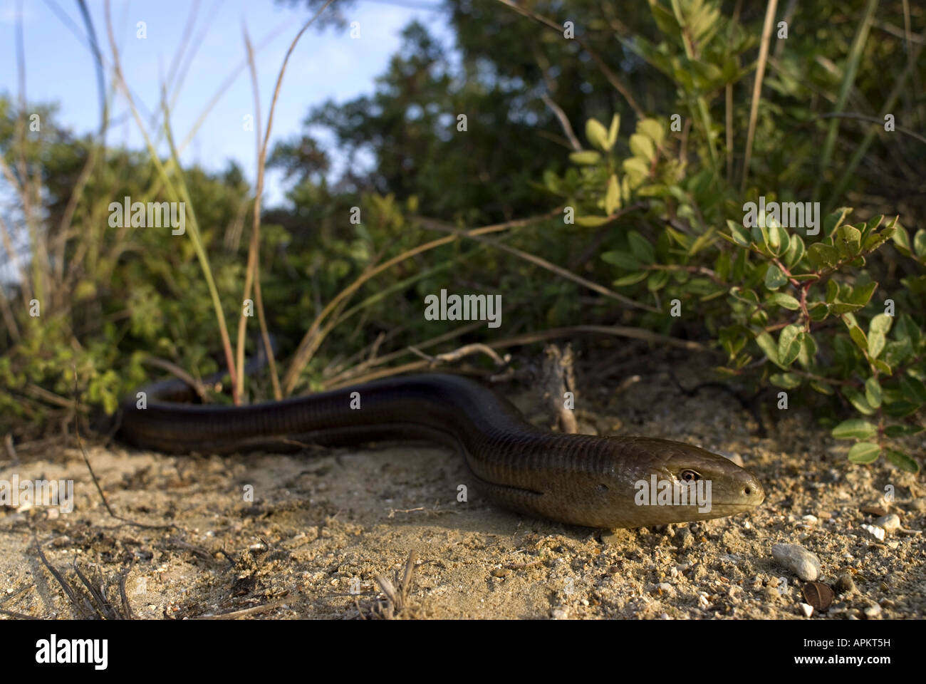 European glass lizard, armored glass lizard (Ophisaurus apodus