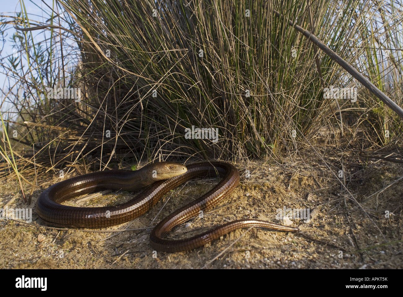 European glass lizard, armored glass lizard (Ophisaurus apodus