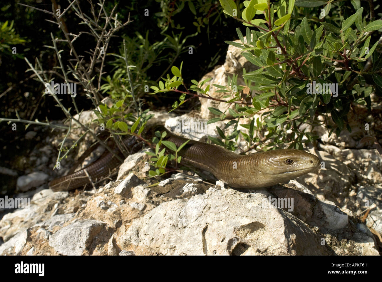 European glass lizard, armored glass lizard (Ophisaurus apodus