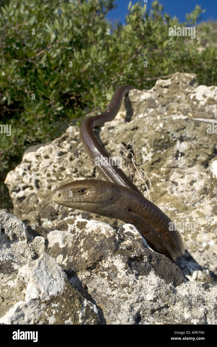 European glass lizard, armored glass lizard (Ophisaurus apodus