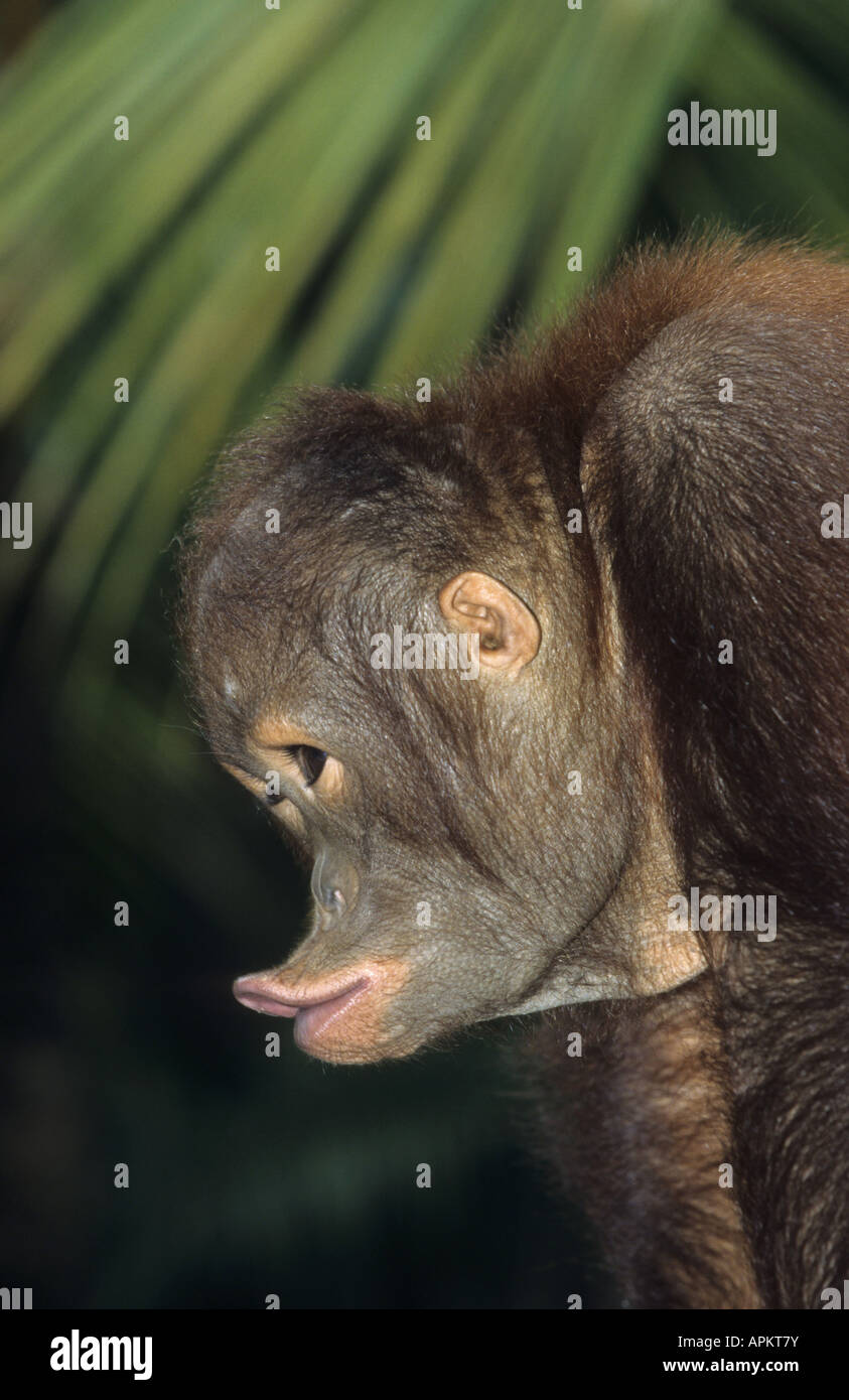 orang-utan, orangutan, orang-outang (Pongo pygmaeus), portrait, Malaysia, Borneo Stock Photo