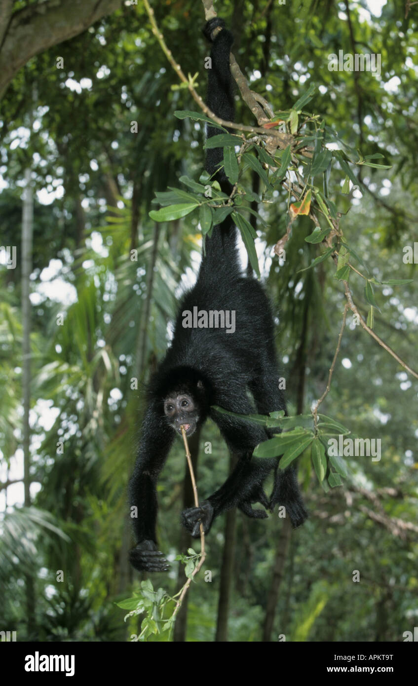 black spider monkey (Ateles paniscus), climbing on tree Stock Photo - Alamy