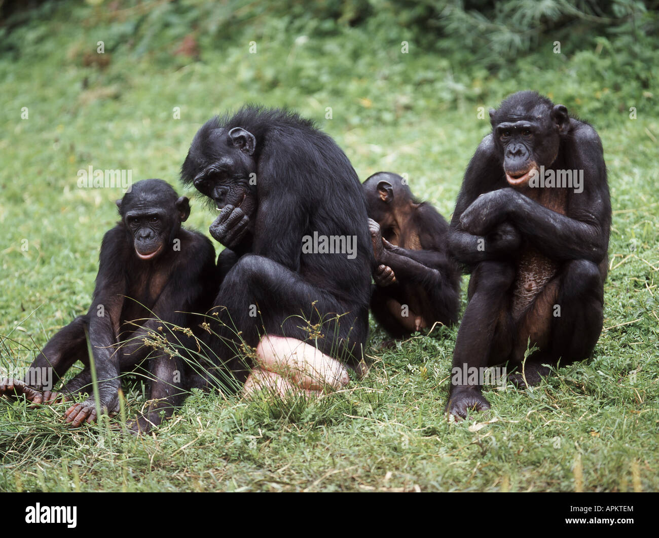 Humans Not Guilty In Shaping Chimpanzee, Bonobo Behavior