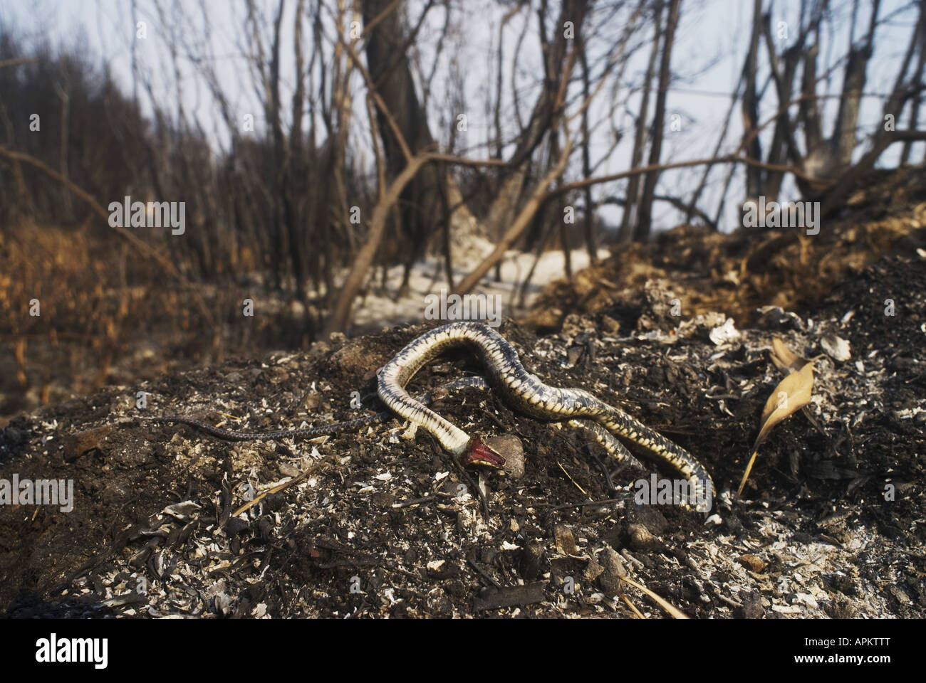 dice snake (Natrix tessellata), forest fires in Greece in summer 2007, burned dice snake , Greece, Peloponnes, Zacharo Stock Photo