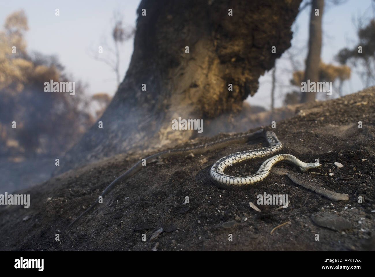 dice snake (Natrix tessellata), forest fires in Greece in summer 2007, burned dice snake after the fires on the Peloponnese, Gr Stock Photo