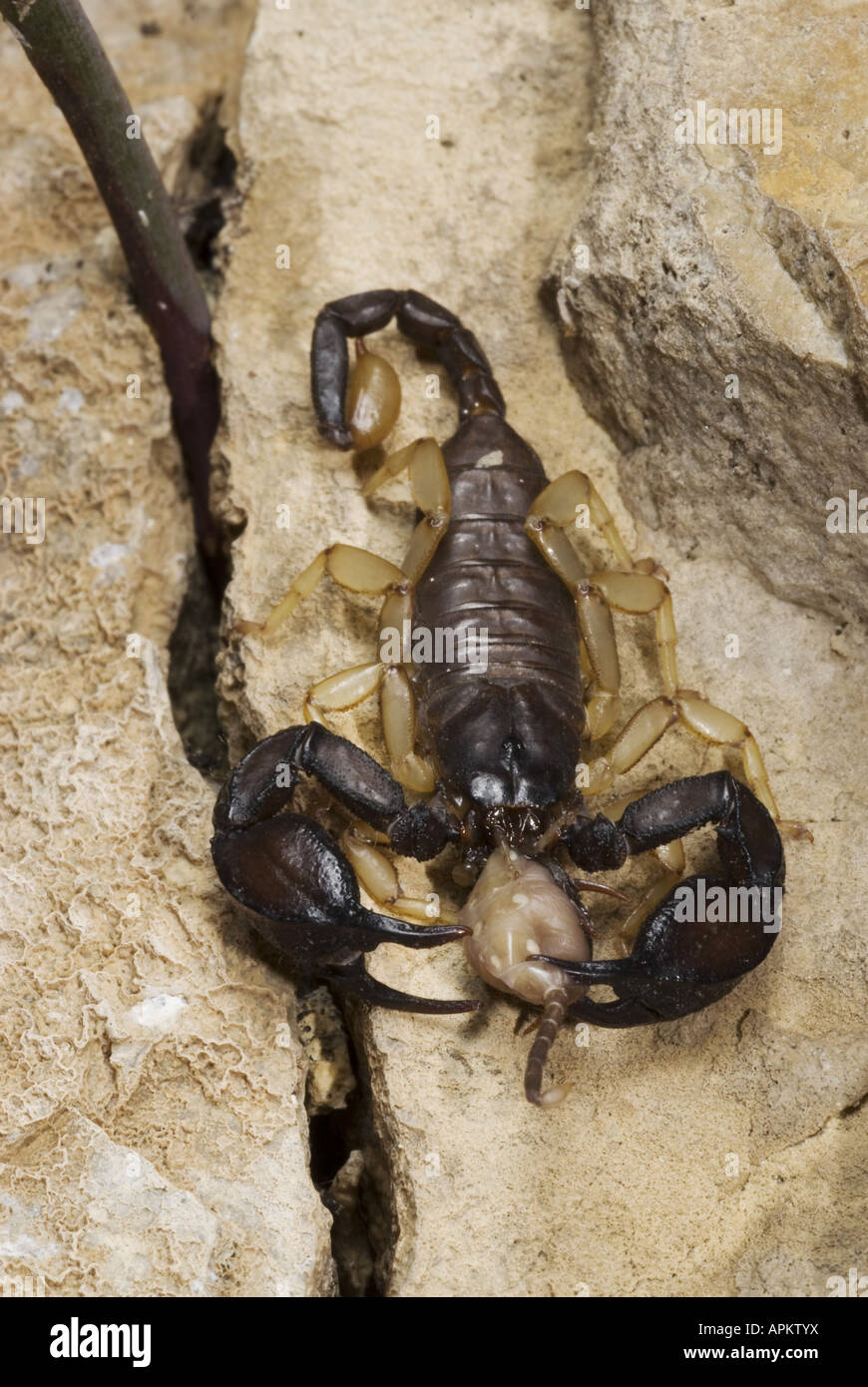 Italian scorpion (Euscorpius italicus), scorpion feeds other smaller scorpion, Greece, Peloponnes, Messinien, Pylos Stock Photo