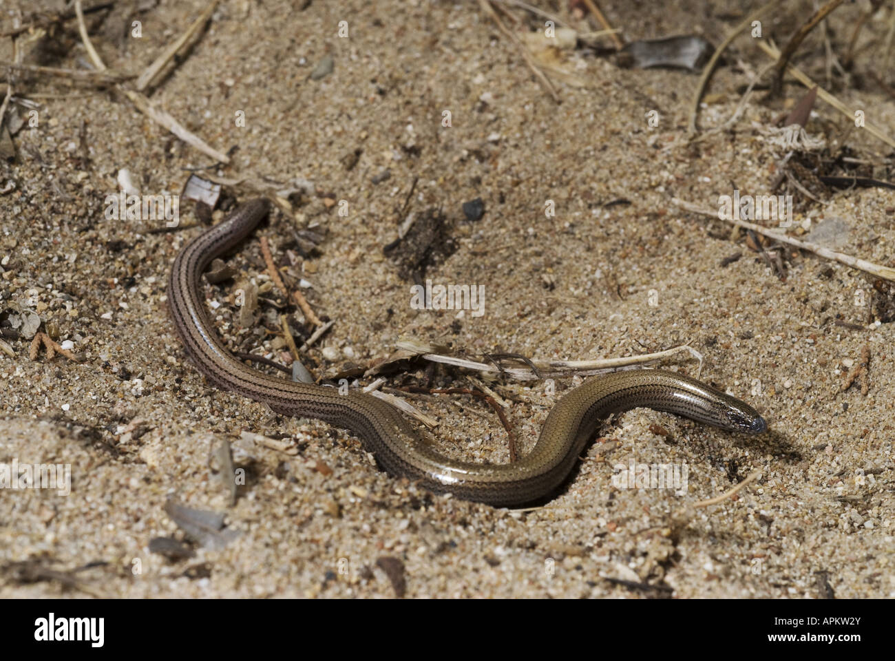 Greek legless skink, Greek snake skink (Ophiomorus punctatissimus), on sand, Greece, Peloponnes, Messinien, Pylos Stock Photo