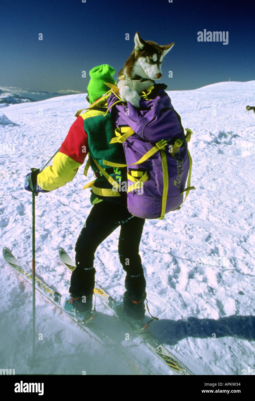 Cross country skiing with husky dogs, Mont Blanc, France Stock Photo