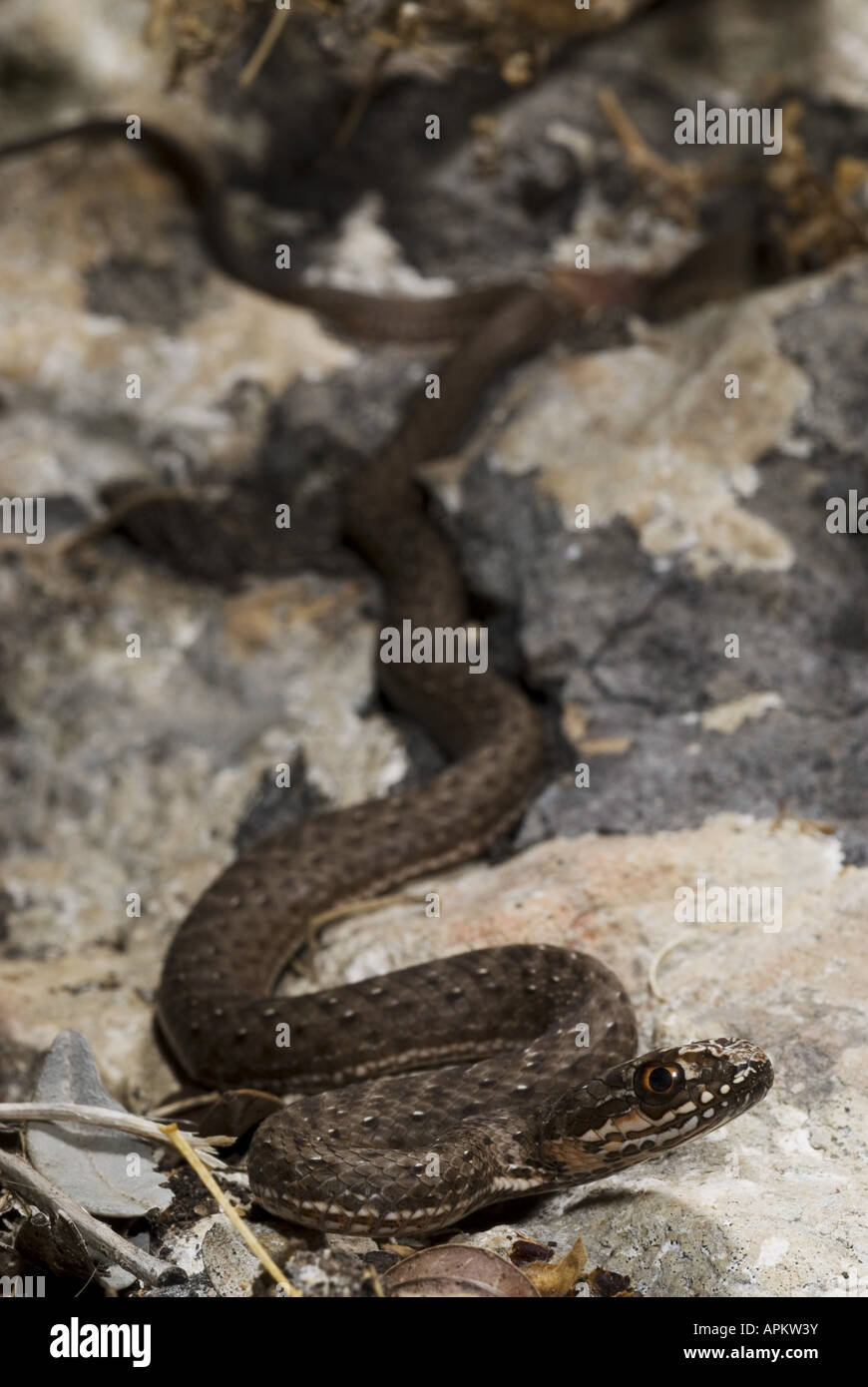 Medusa snakes hi-res stock photography and images - Alamy