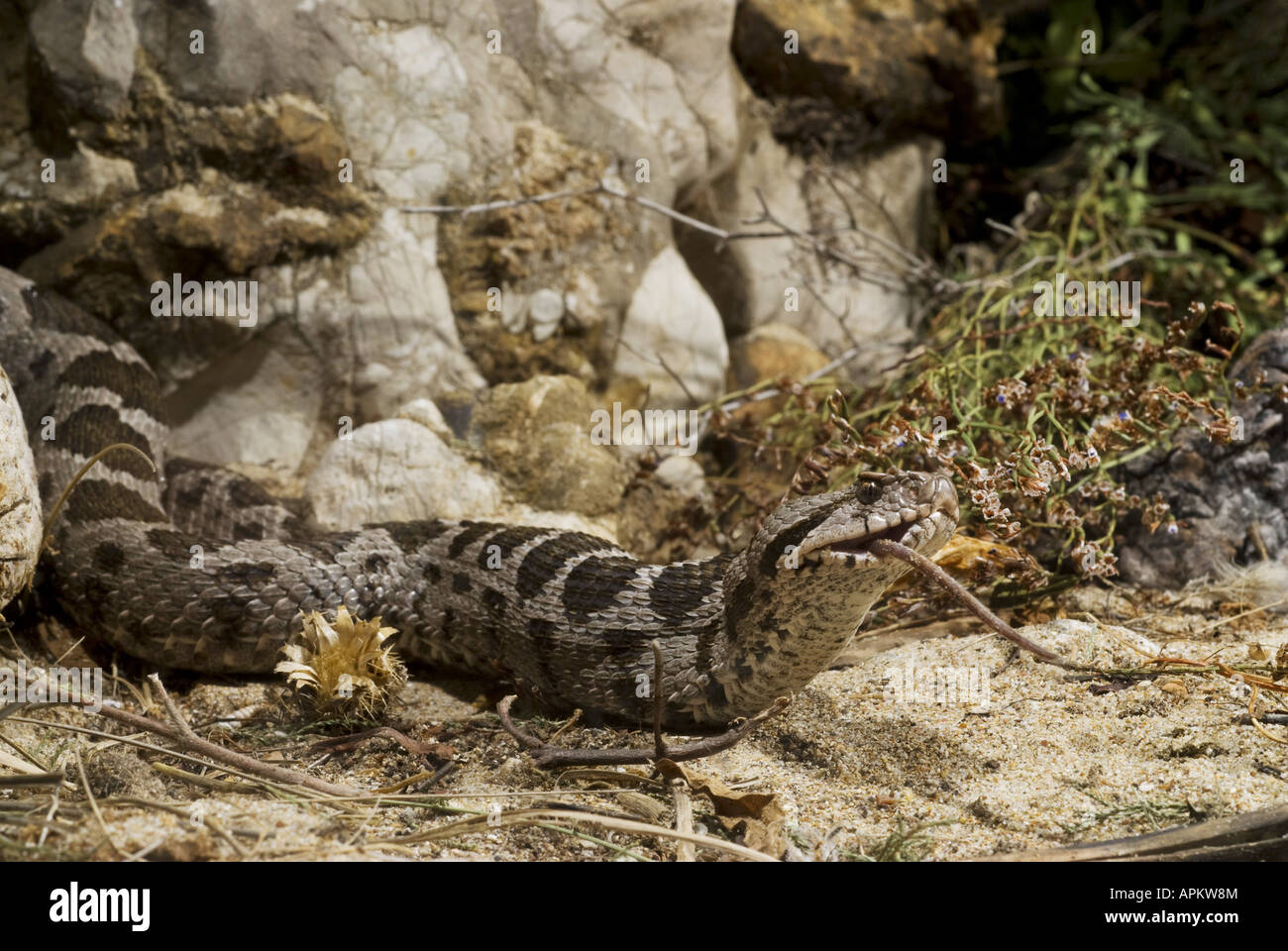 Coastal viper, European coastal viper, Ottoman viper, Near East viper (Vipera xanthina, Daboia xanthina, Montivipera xanthina), Stock Photo