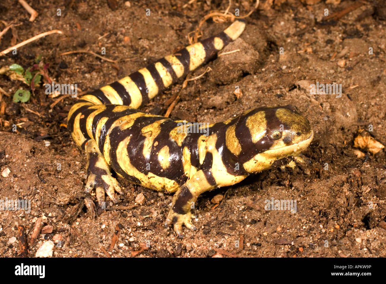 Eastern Tiger Salamander (Ambystoma tigrinum) Stock Photo