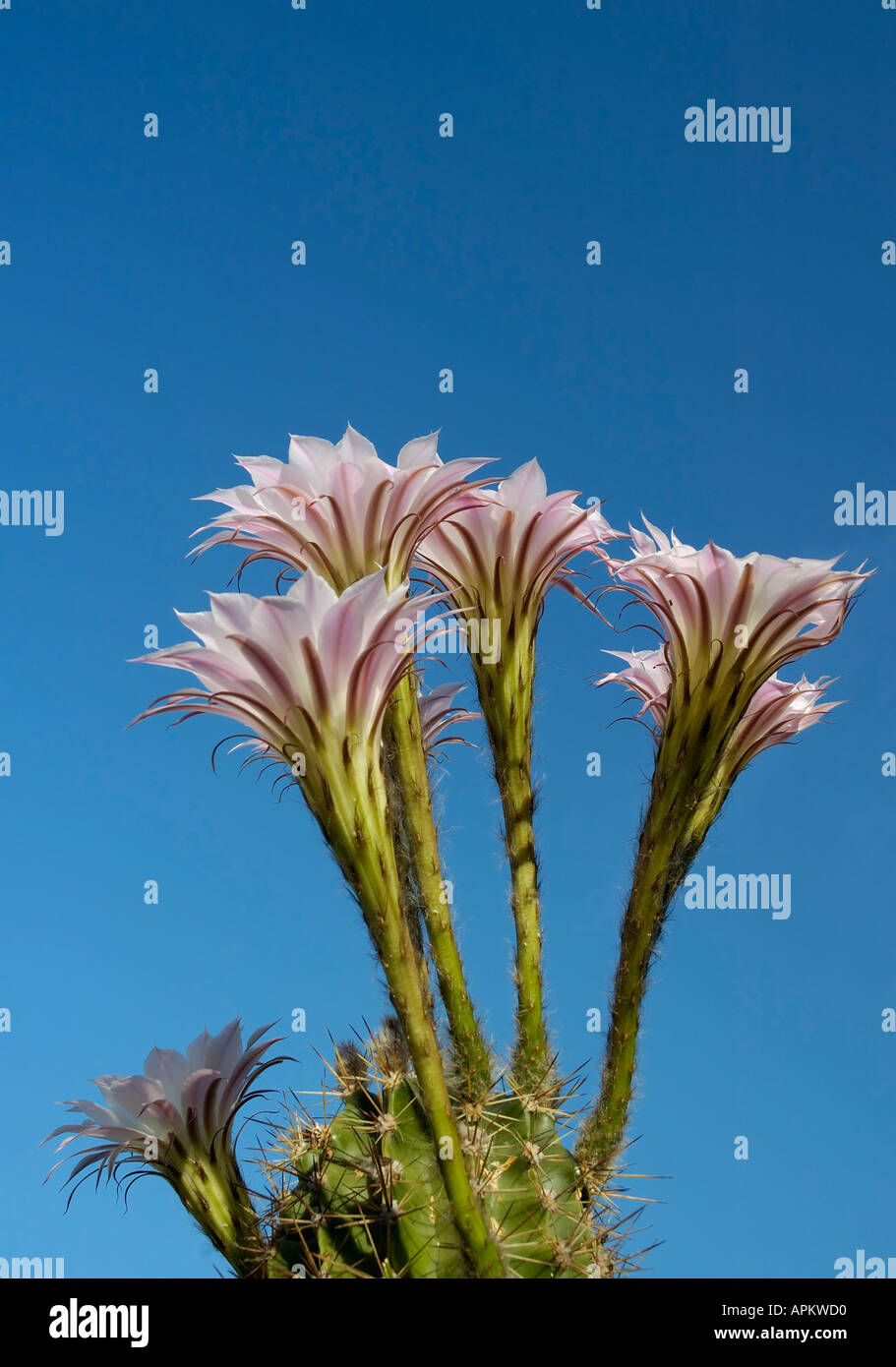 Sea Urchin Cactus Echinopsis Stock Photo - Alamy