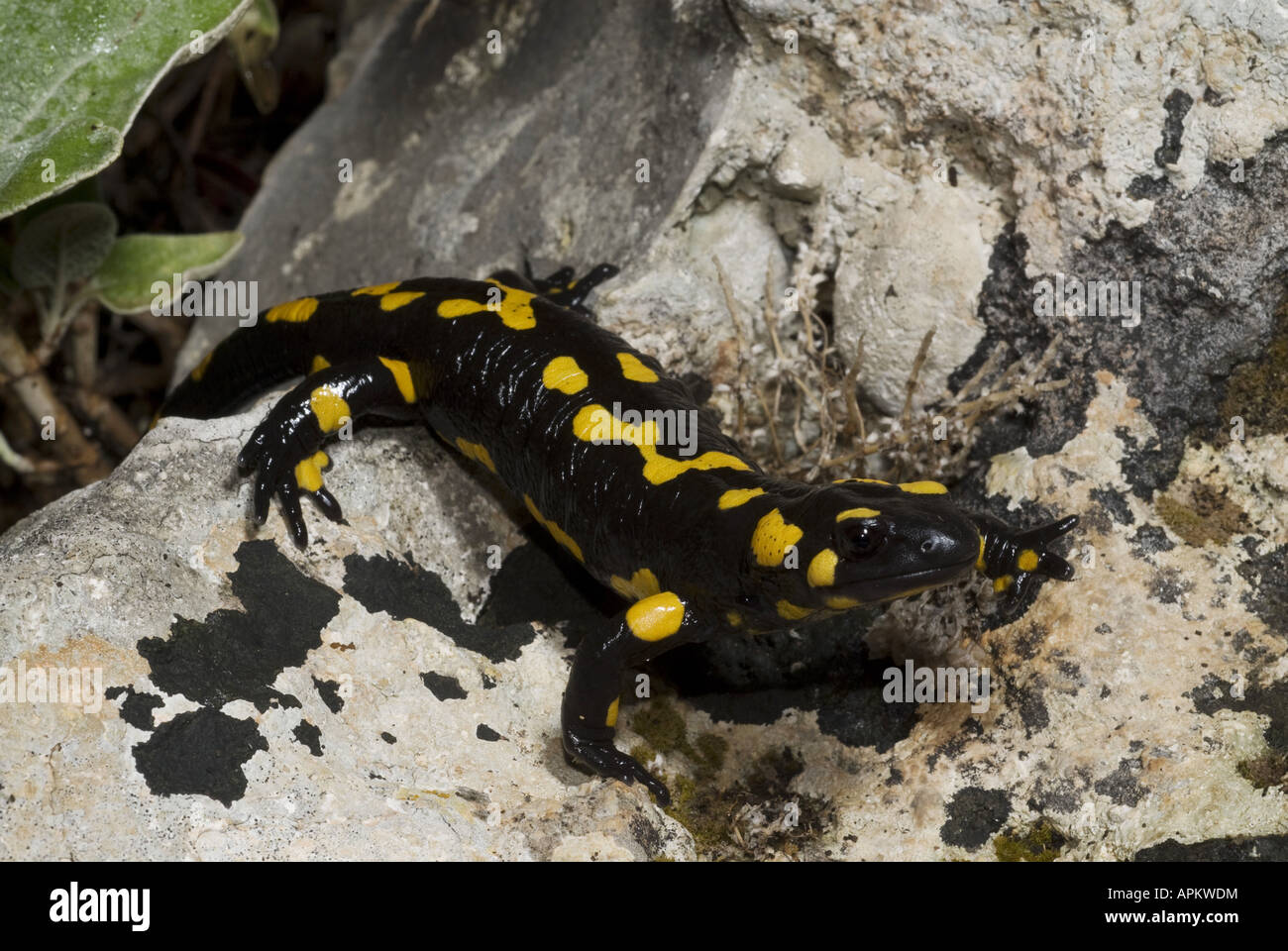 Greek fire salamander (Salamandra salamandra werneri), in the Taigetos mountains, Greece, Peloponnes Stock Photo