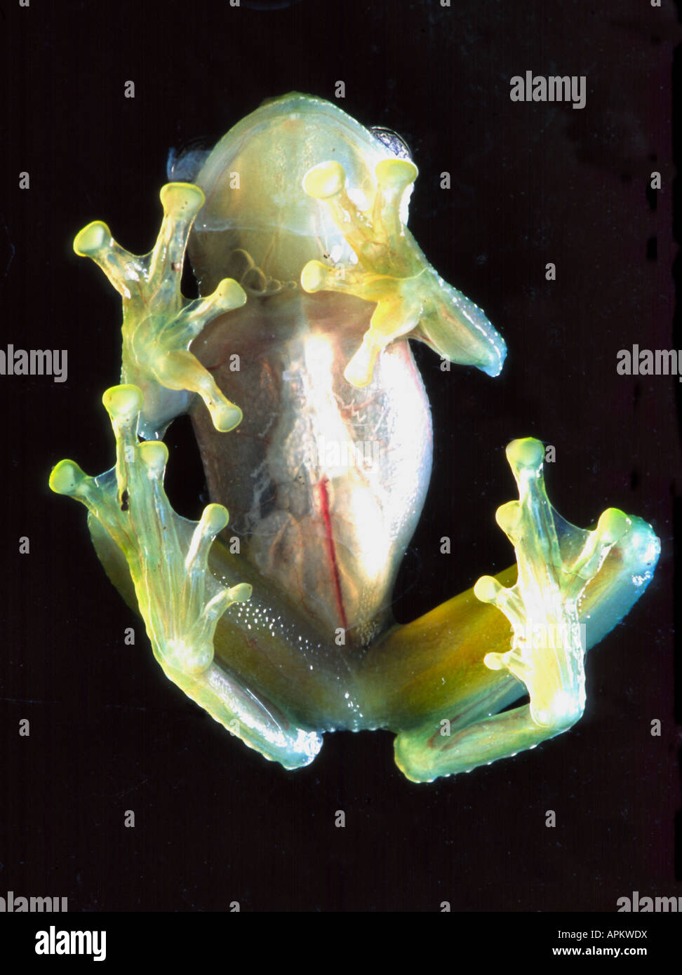 Fleischmanns Glass Frog (Hyalinobatrachium fleischmanni) on a pane of glass seen from underneath Stock Photo