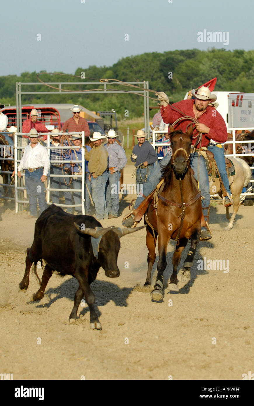 Cowboys participate in Rodeo calf roping event Stock Photo