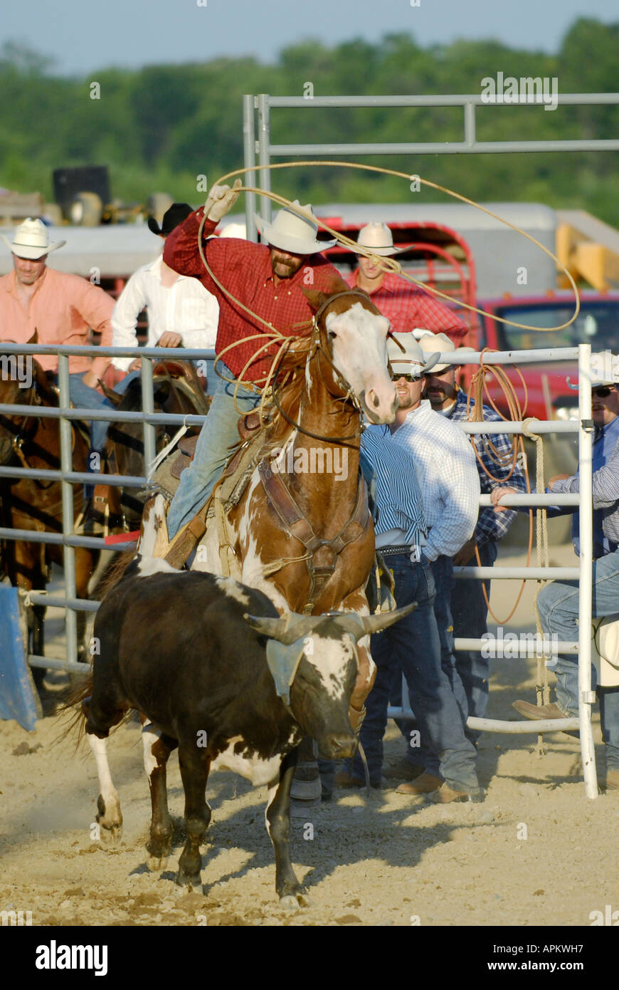 Cowboys participate in Rodeo calf roping event Stock Photo