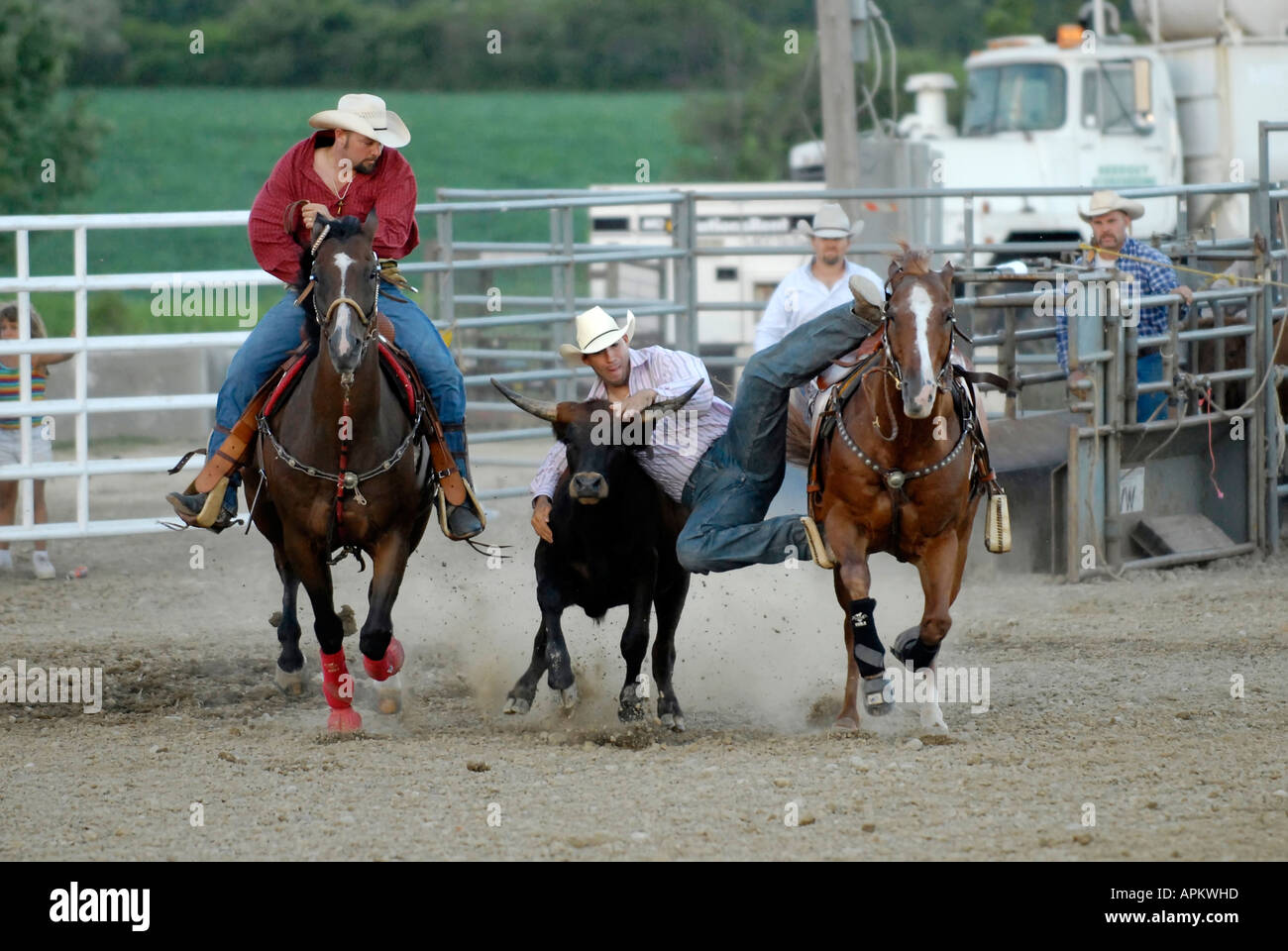 Cowboys participate in Rodeo bull dogging event Stock Photo - Alamy
